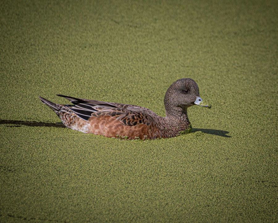 American Wigeon in Eclipse plumage at Huntington C...