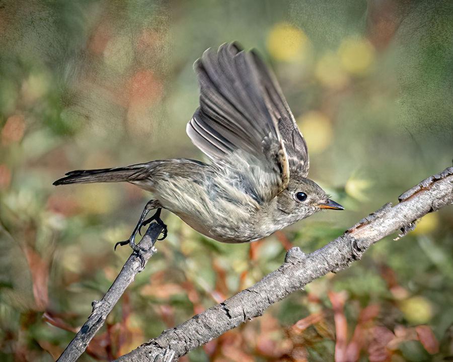 Least Flycatcher at Huntington Central Park (CA)...