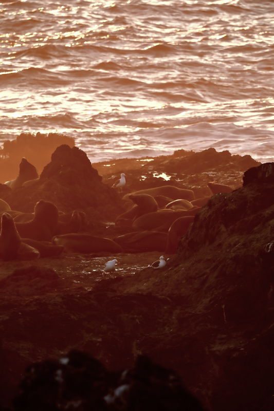 sea gulls and sea lions at sunset...