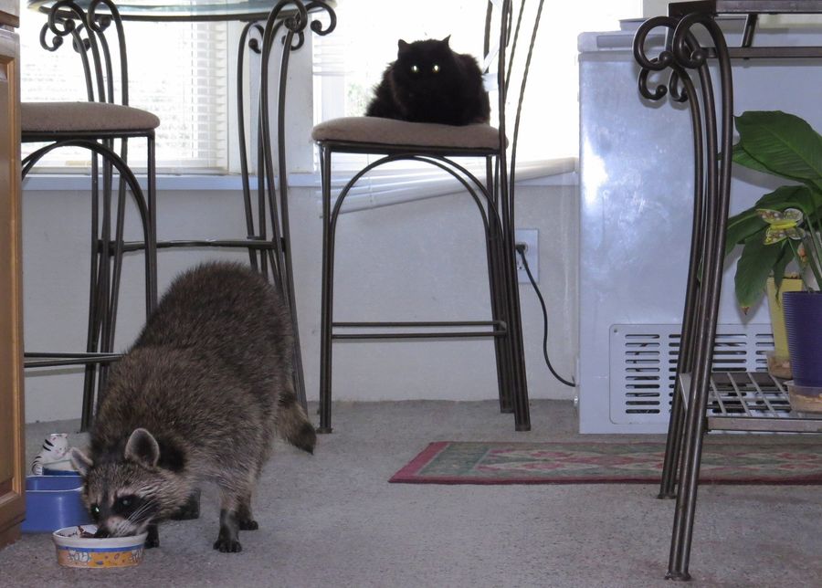Midnight say's "Why is there a Racoon in the kitch...