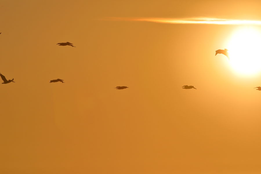 Brown Pelicans flying into the sun...