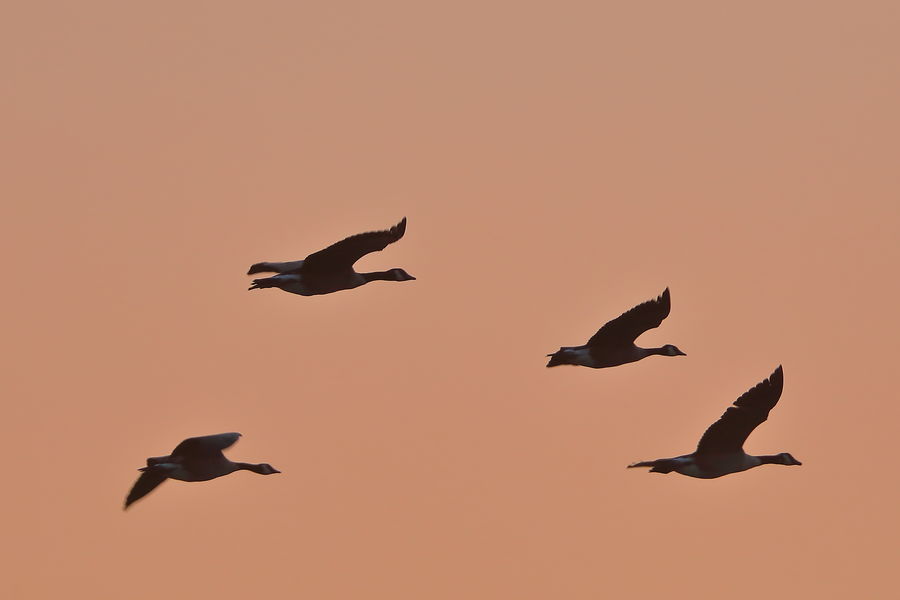 flock of geese at sunset...
