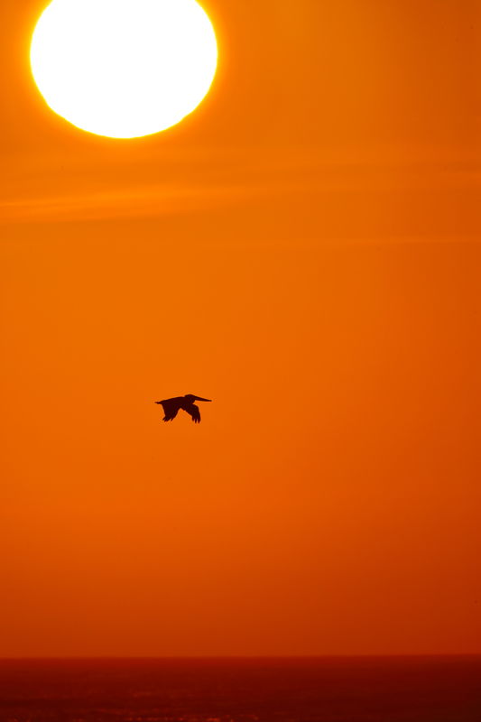 Lone Brown Pelican near sunset...
