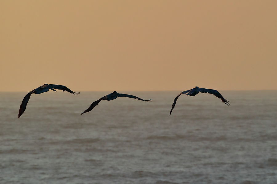 Pelicans in formation just before sunset (in the d...