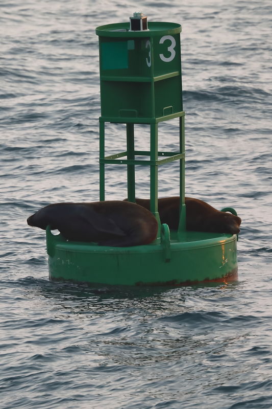Sea lions riding the buoy at sunset....
