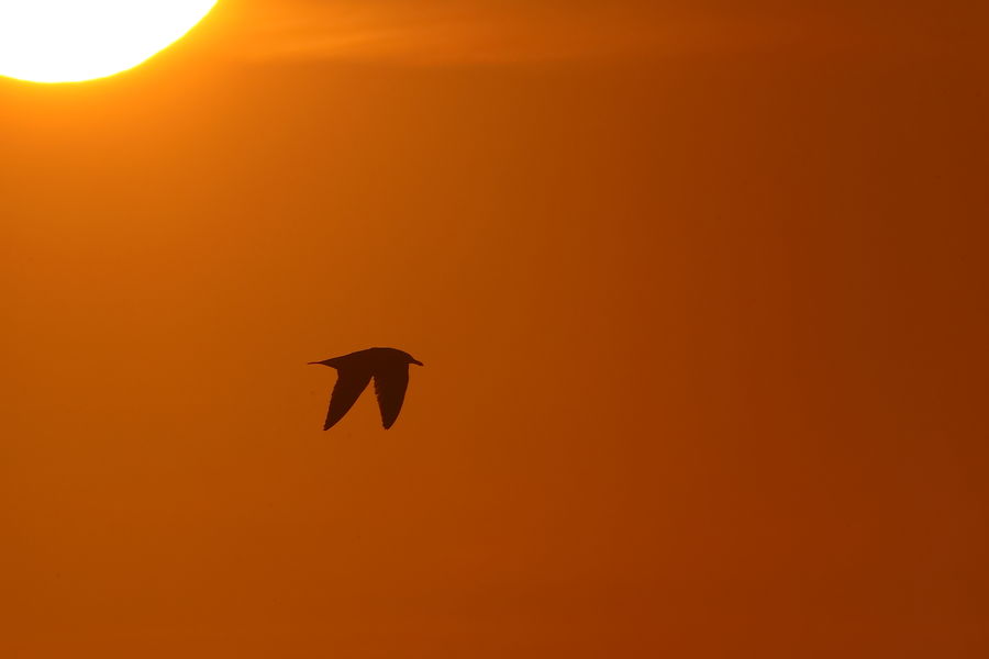 lone sea gull flying by at sunset...