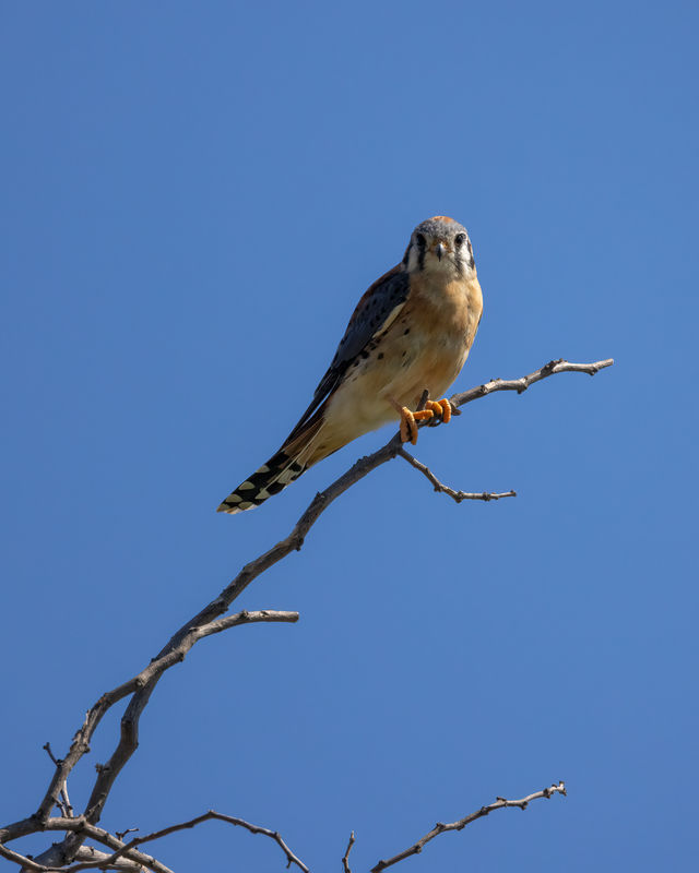 Another closer look at the American Kestrel...