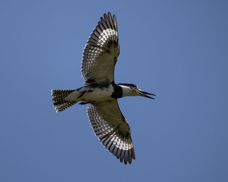 Belted King Fisher in flight...