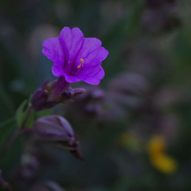 Purple Desert Flower...