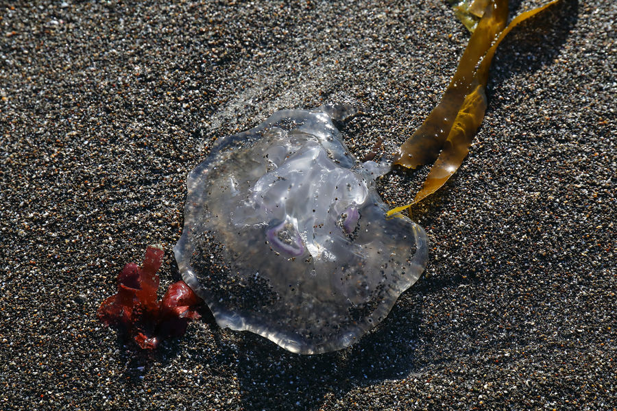 Another washed up jellyfish....