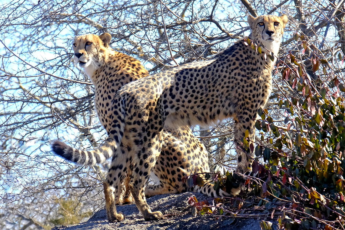 Pair of Cheetahs at the Kansas City Zoo in Missour...