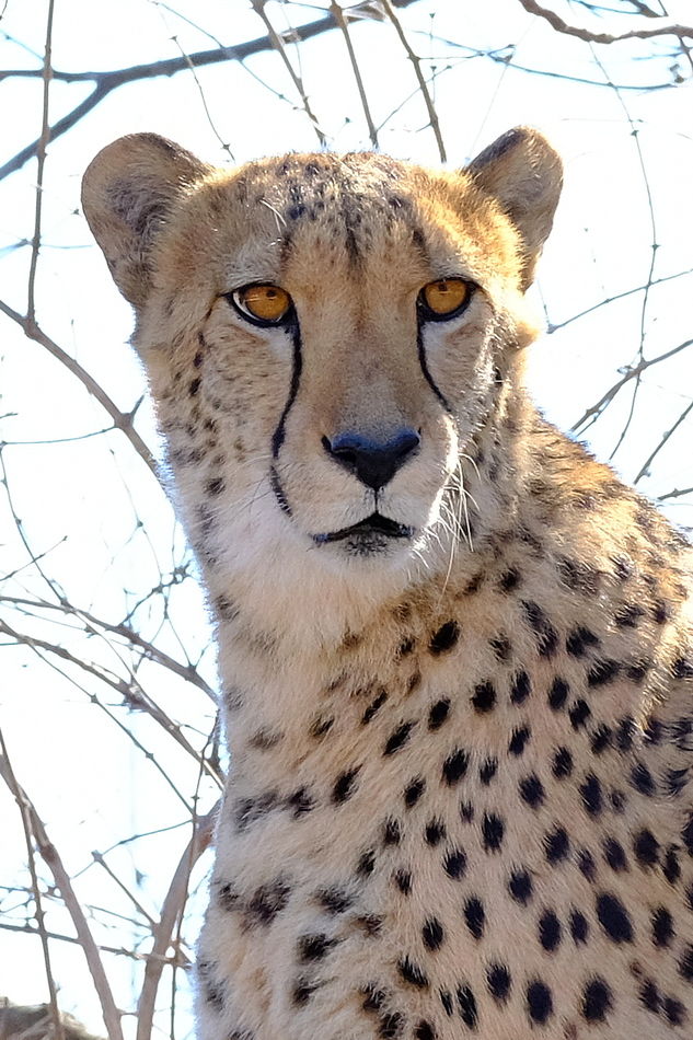 Cheetah at the Kansas City Zoo in Missouri...