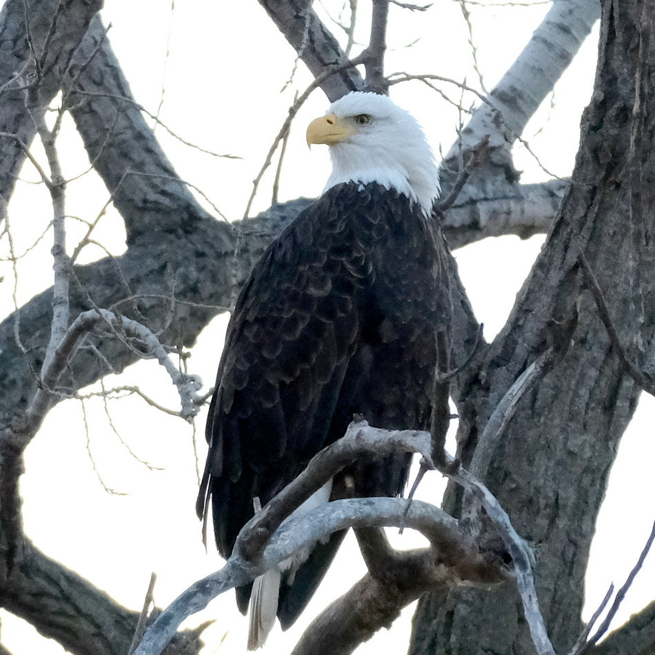 Eagle at Loess Bluffs National Wildlife Refuge in ...