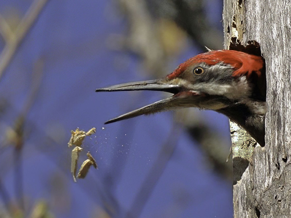 Pilliated Woodpecker - Getting ready to nest....