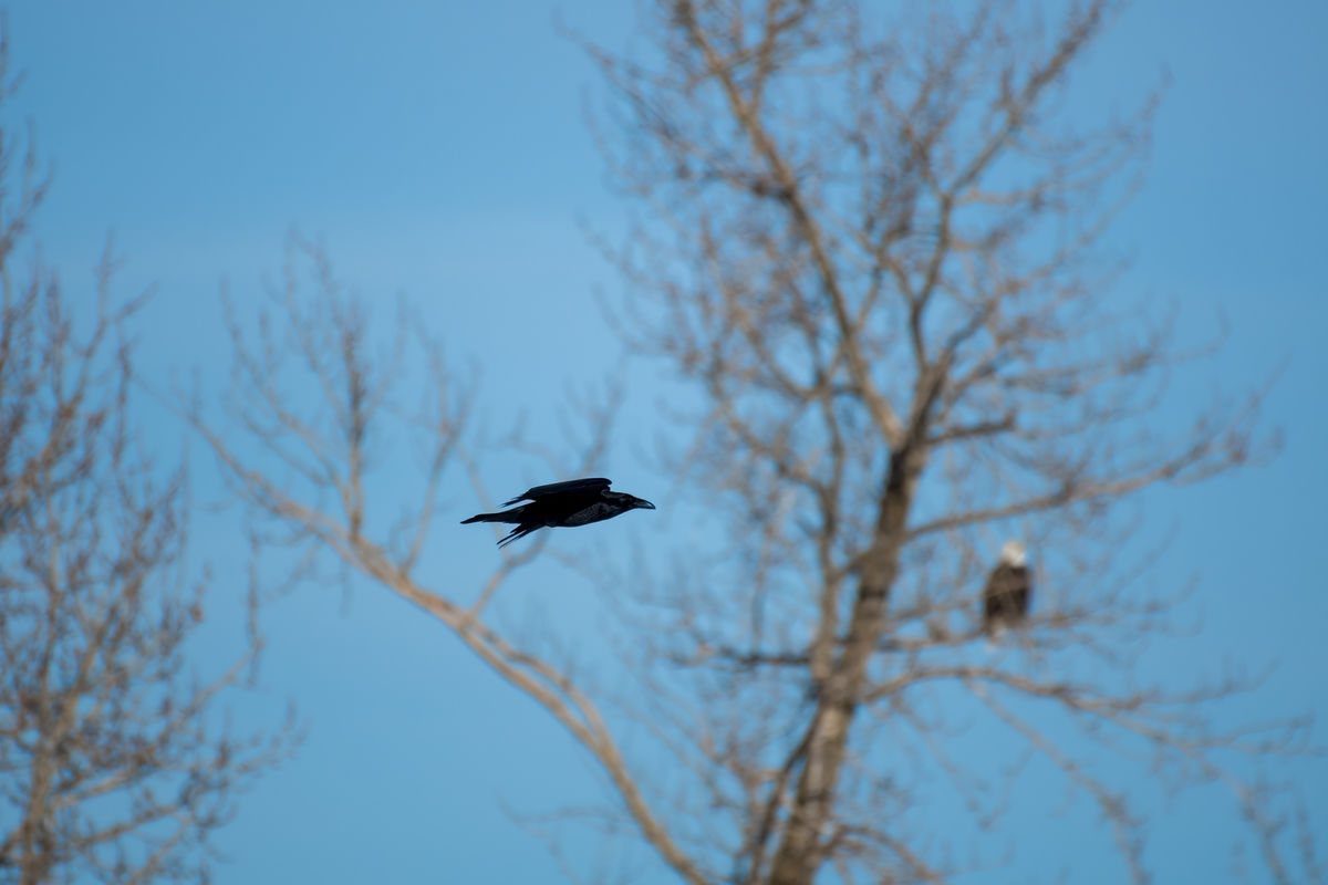 Lots of ravens around as well...