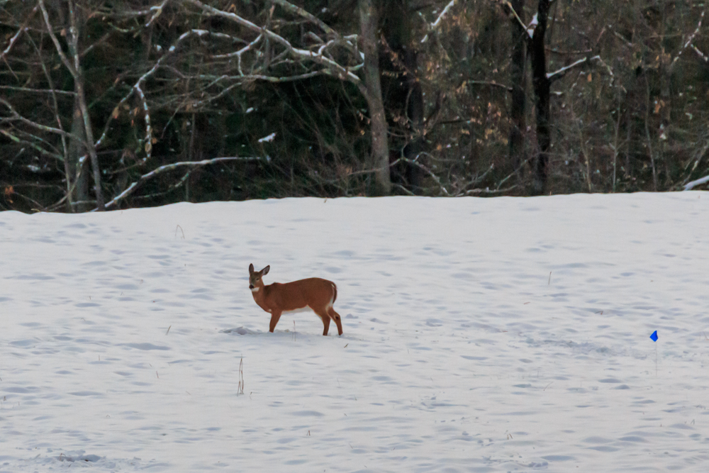 The deer have been coming out into the snowy field...