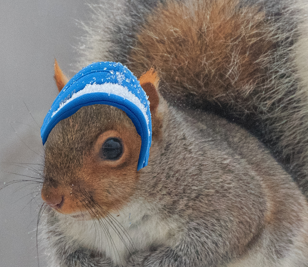 It's been cold, so I put a hat on the squirrel...