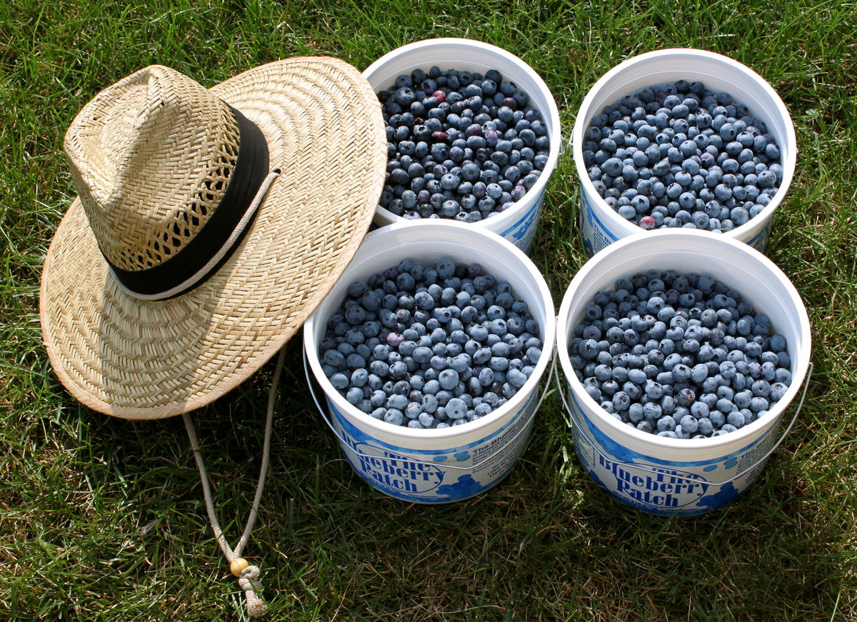 My blueberry pickin' hat....