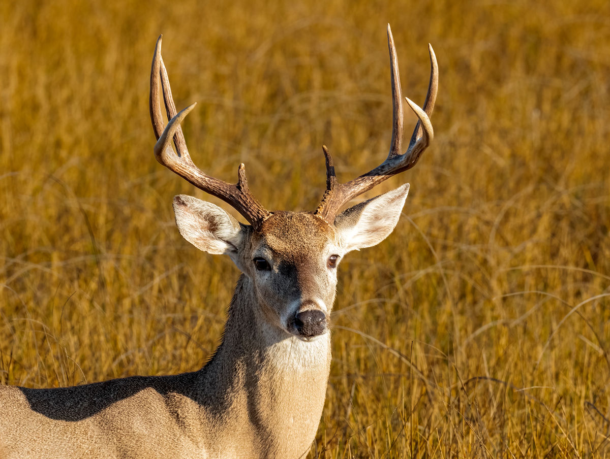 Buck White-tailed Deer...