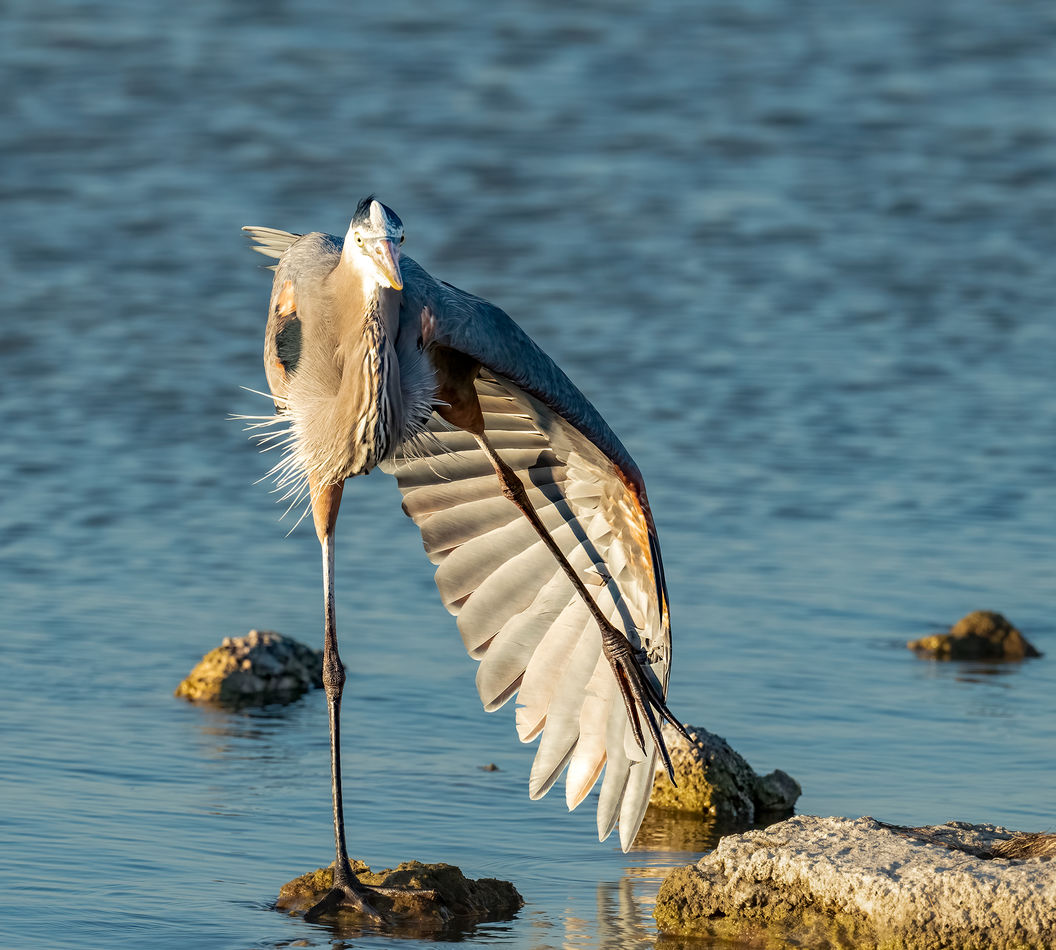 Great Blue Heron-Wing and Leg Stretch...