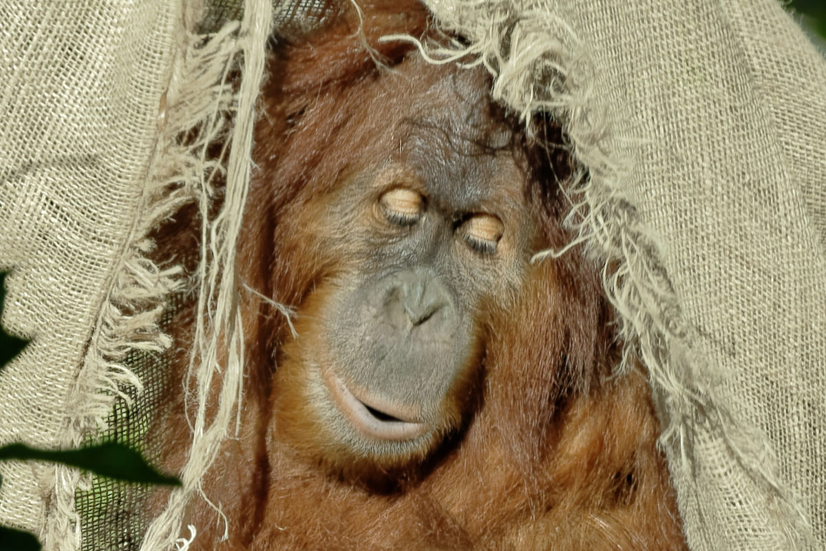 Orangutan Peek a Boo...