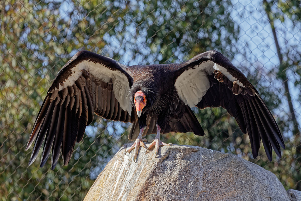 Condor ready to pounce on a carcass...
