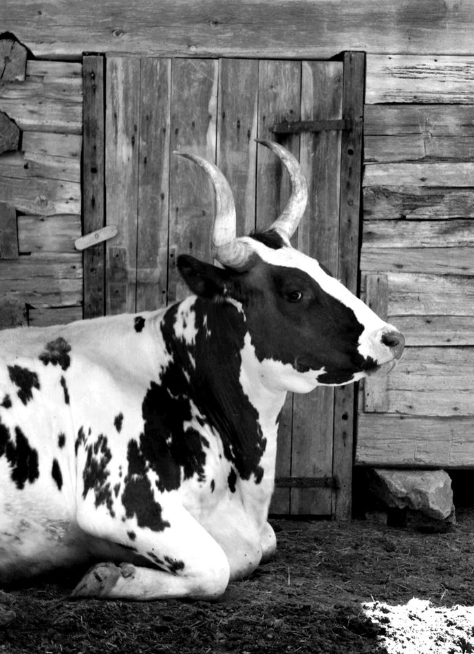 Brown & White Cow in Black and White...