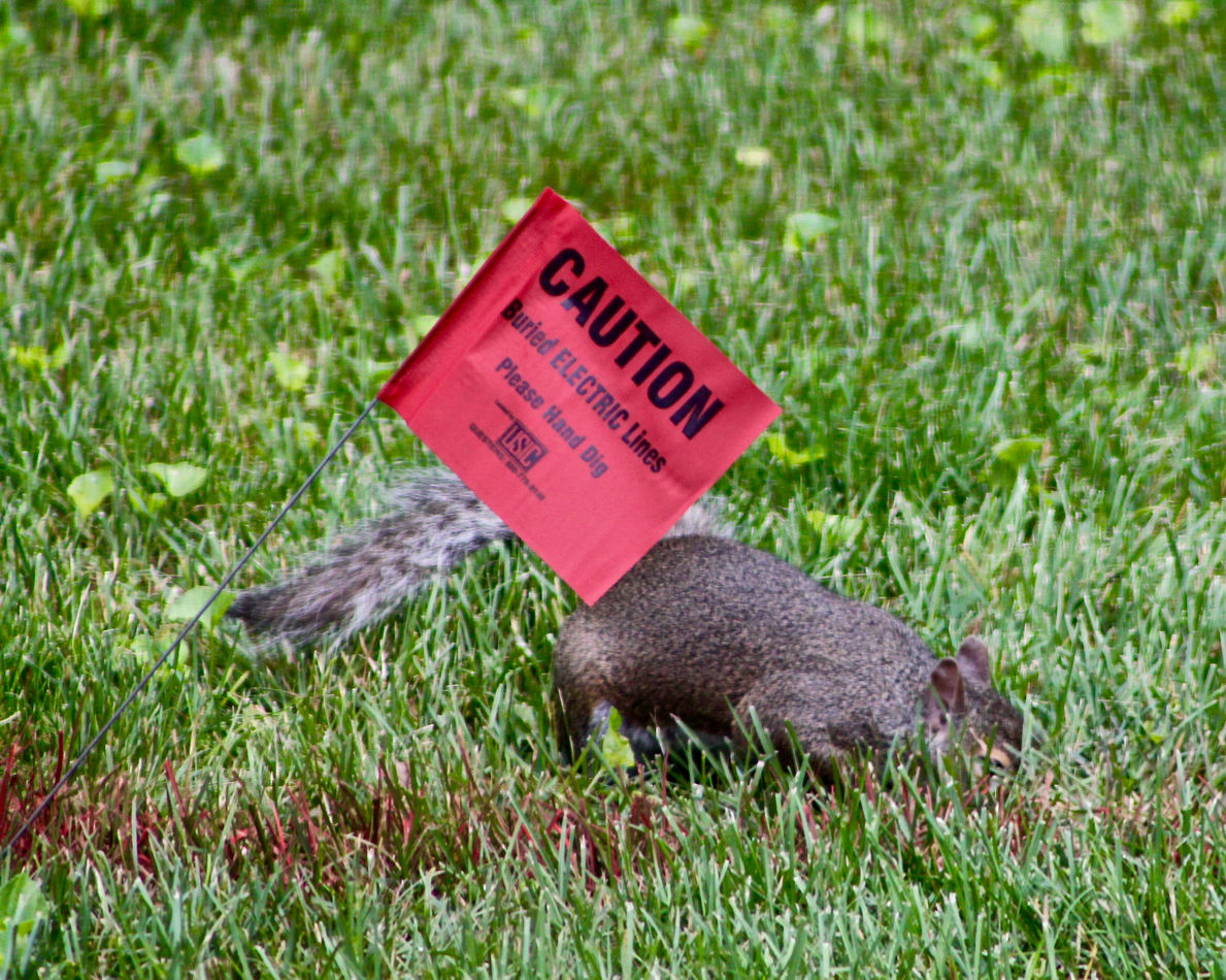 A Squirrel that can't read....