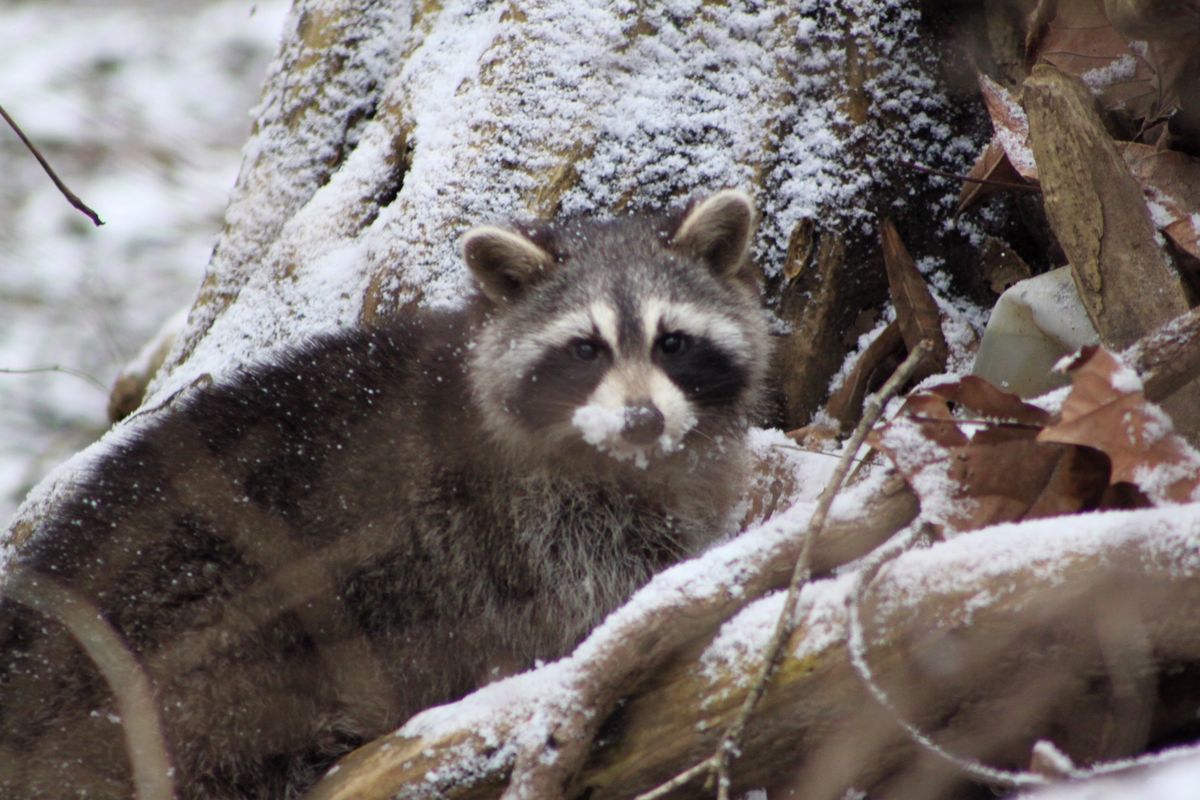 Snowy Raccoon...