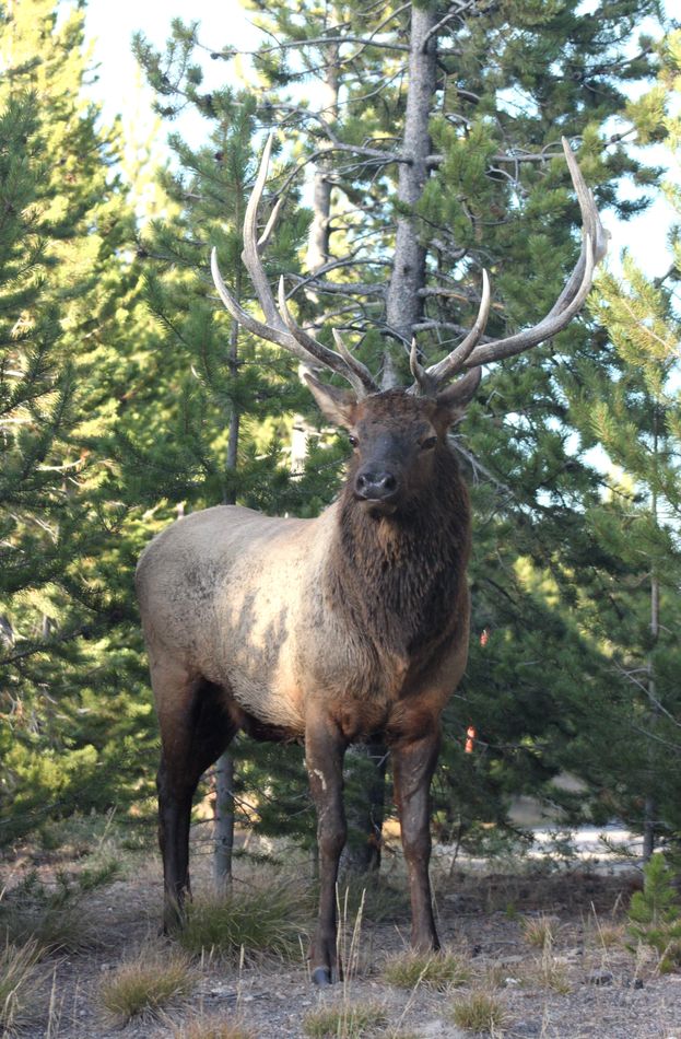 Yellowstone Bull Elk...