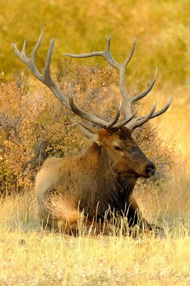 Elk in Rocky Mountain National Park...