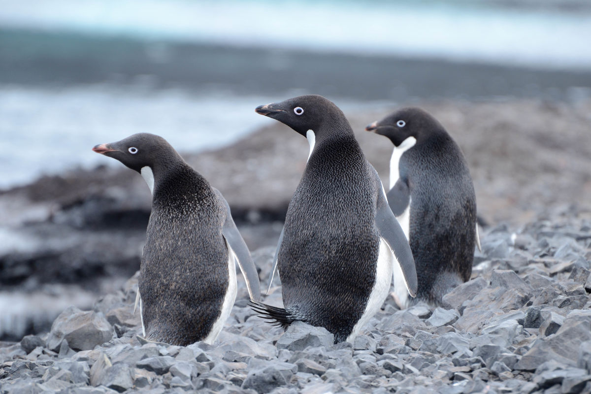 Adele Penguins, Antarctica...
