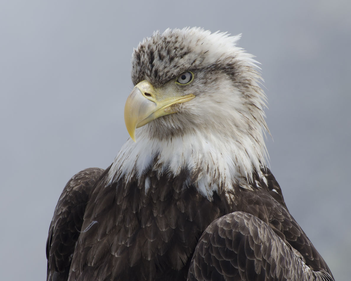 A Juvenile Bald Eagle in Dutch Harbor, Alaska...