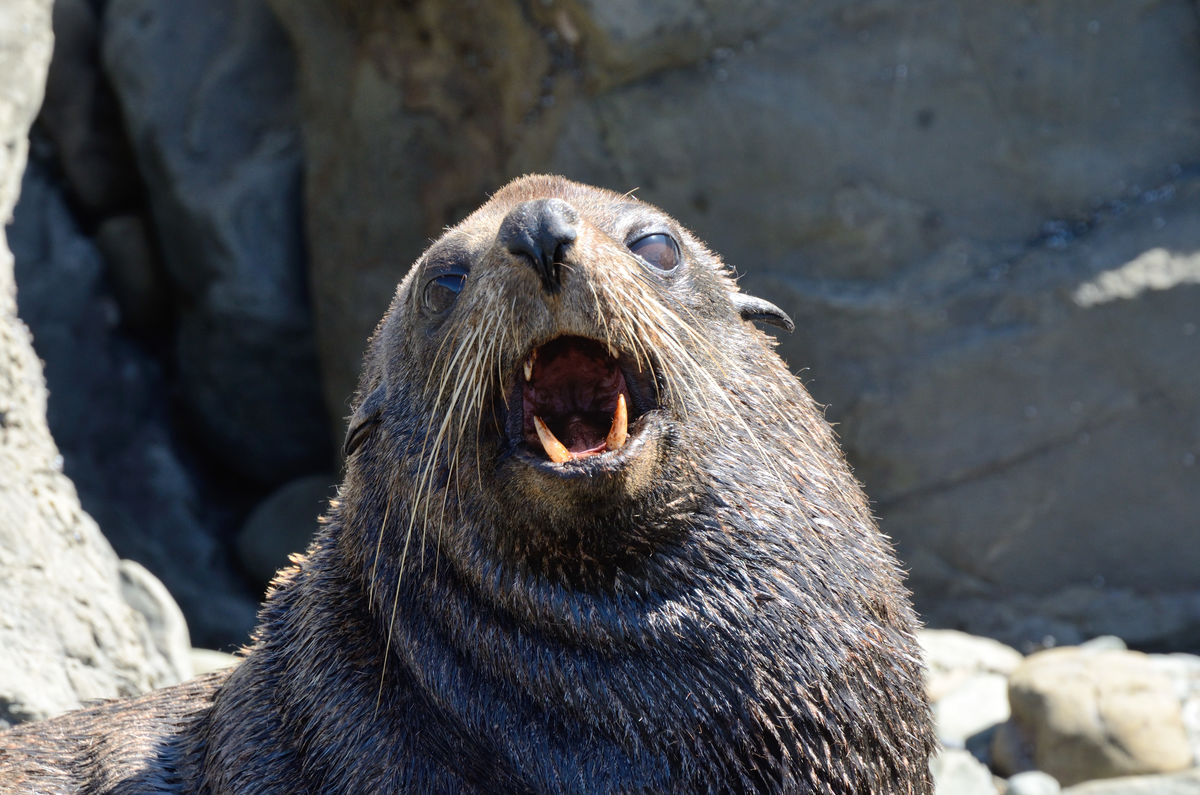 New Zealand Fur Seal...