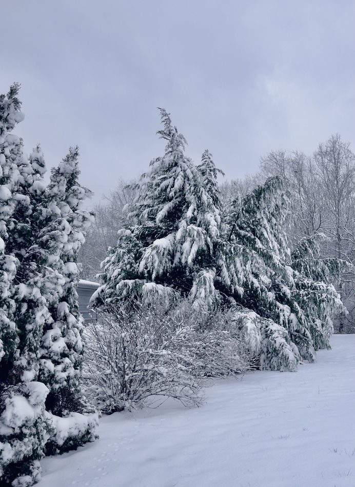 Southern Snow Nature Flocking...
