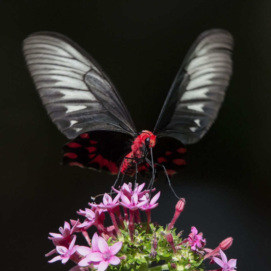 A Batwing Butterfly at Fairchild Gardens, Miami, F...