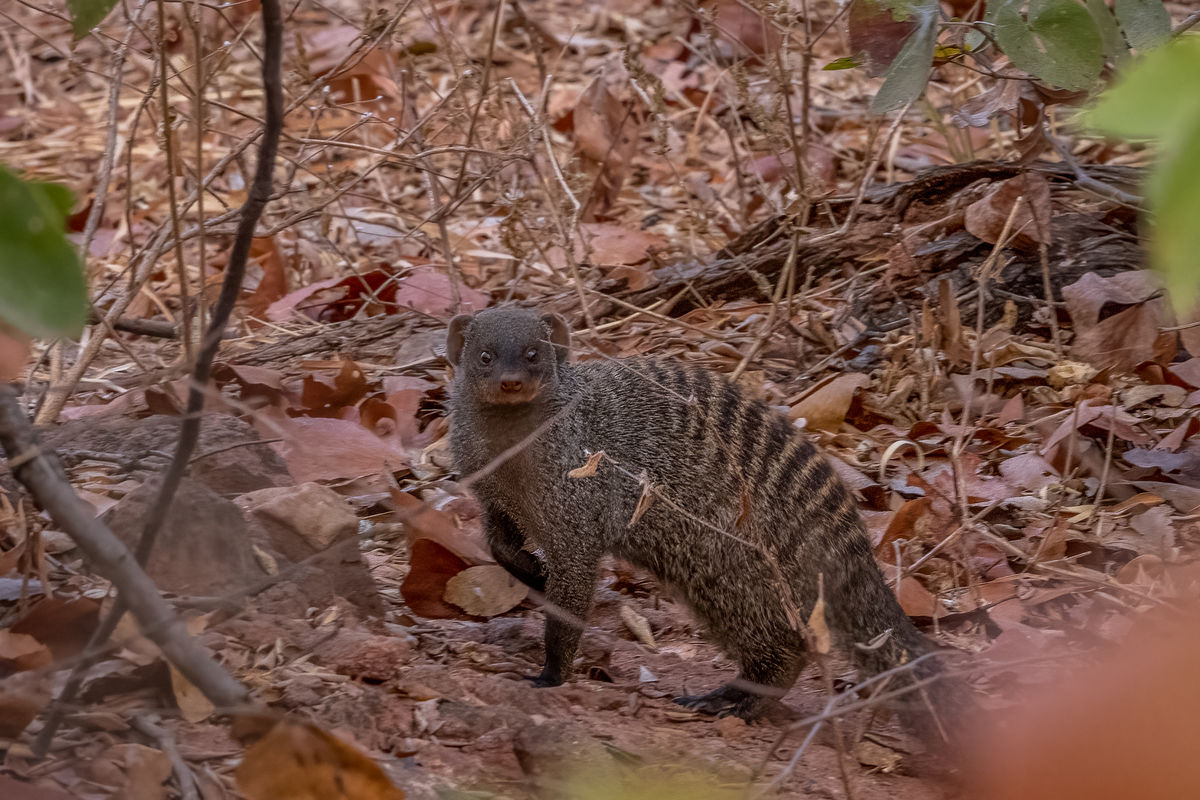 Banded Mongoose...