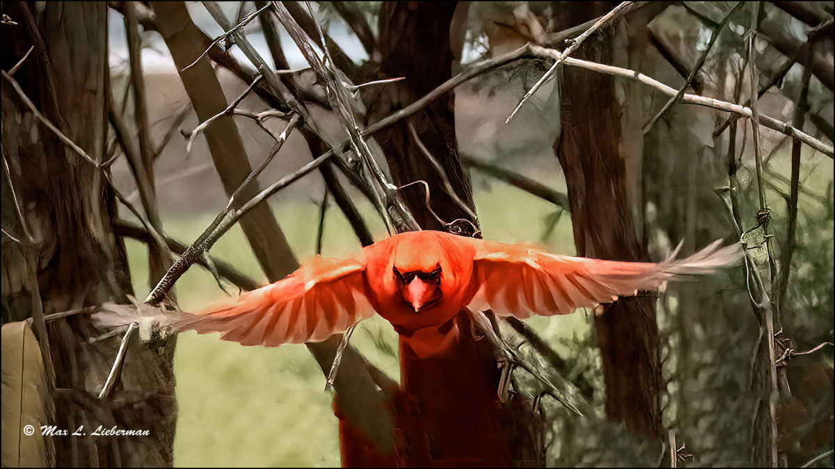 Male northern cardinal...