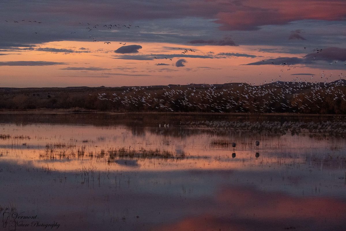 Mass take off of snow geese at sunrise at Bosque D...