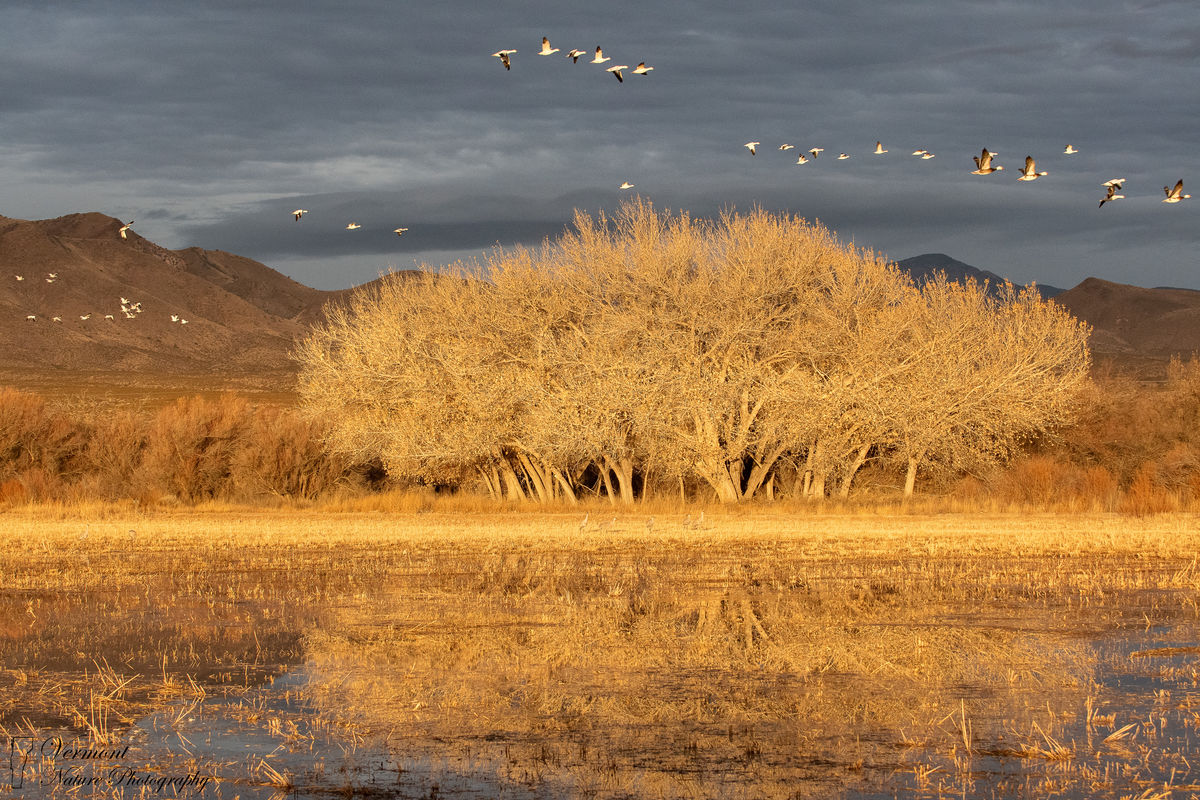 Snow geese in flight during golden hour at Bosque ...
