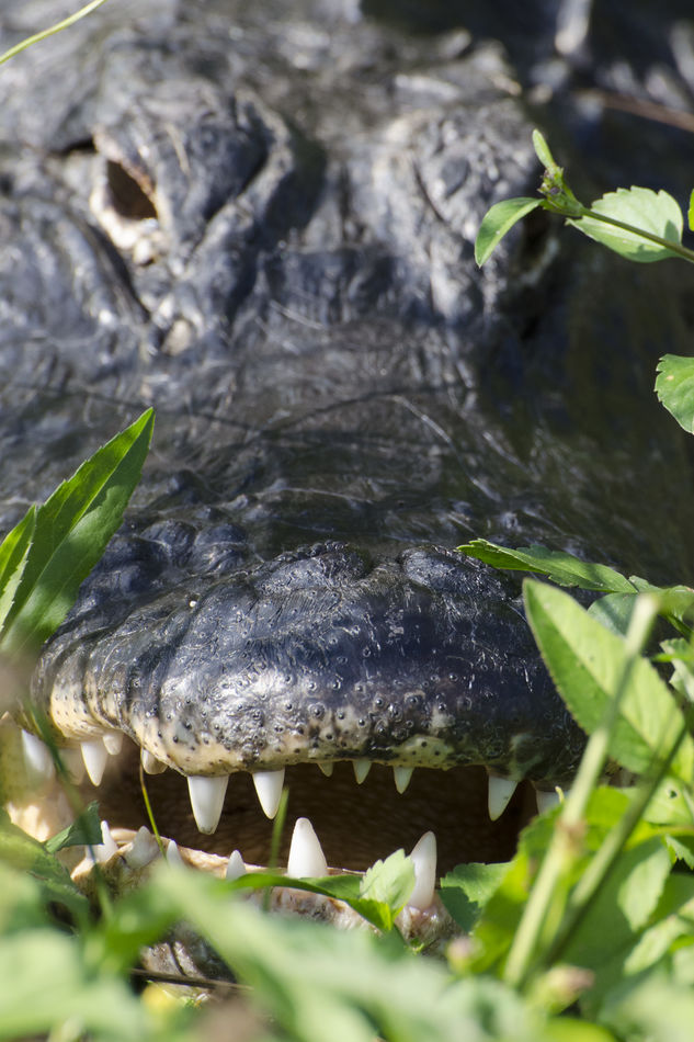 An Alligator in Everglades National Park...