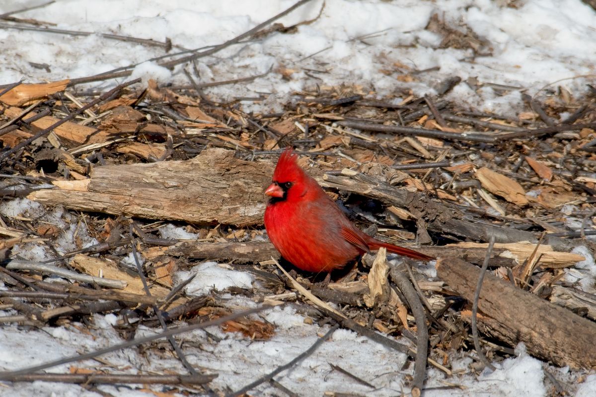 Northern male cardinal...