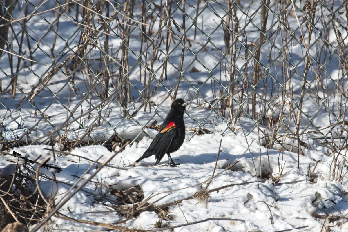 Male Red-winged Blackbird...