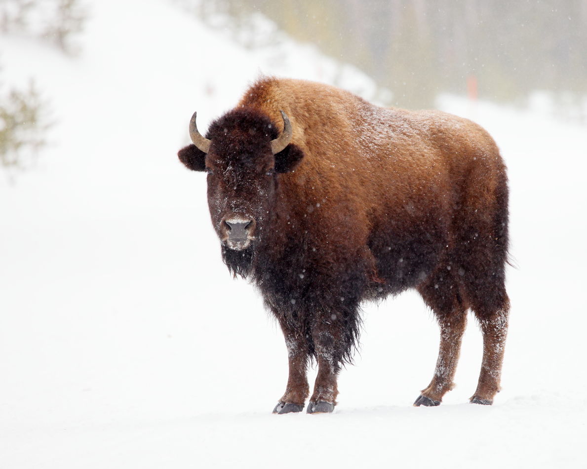 bison in the falling snow - used focus stacking to...