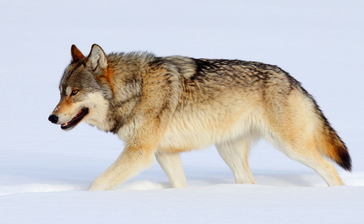 wolf walking past our snowcoach...