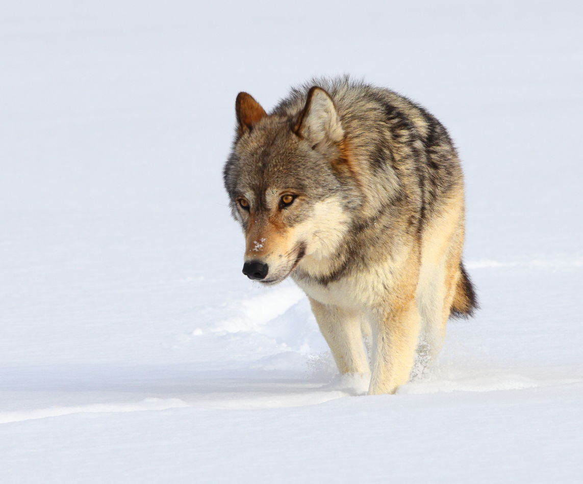 wolf approaching the snowcoach to pass by it shoot...