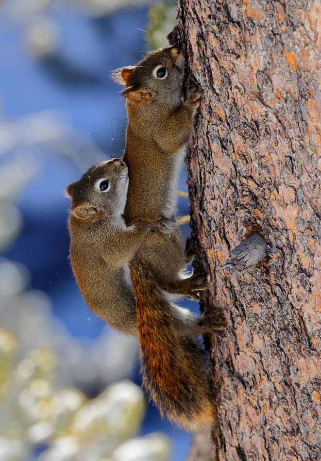 red squirrels staying warm and not social distanci...