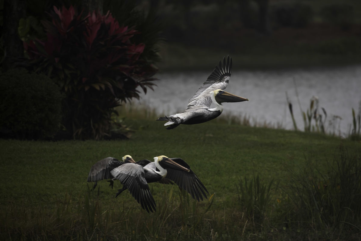 Three Pelicans in Flight...