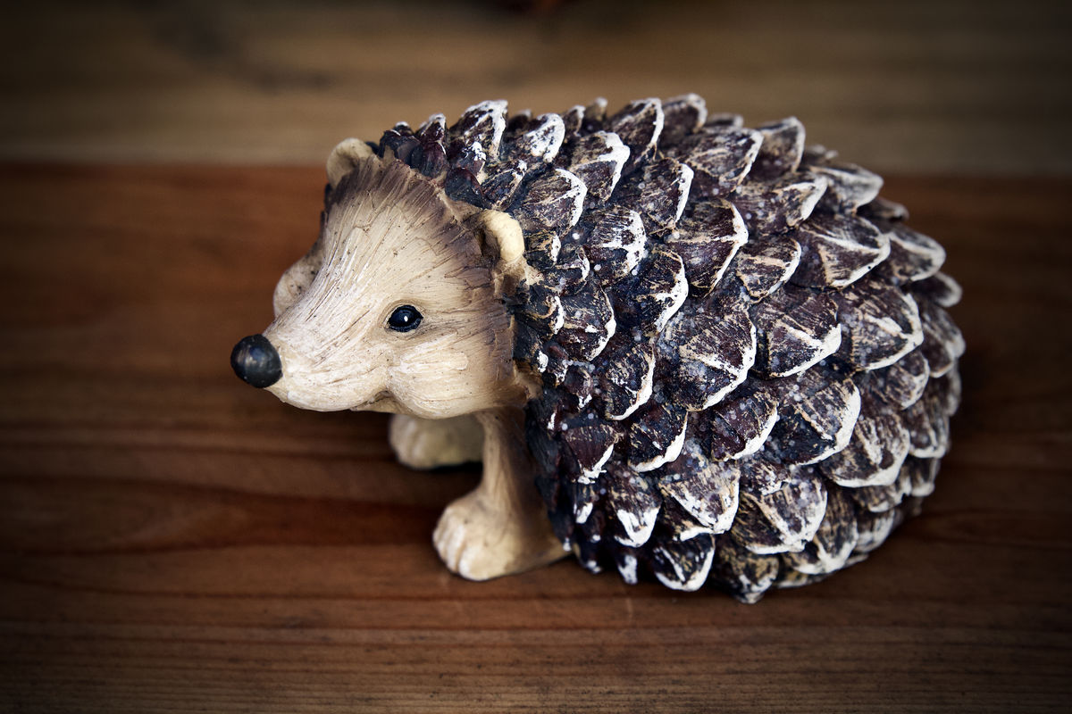 Resident "hedgehog" disguised as a pinecone...