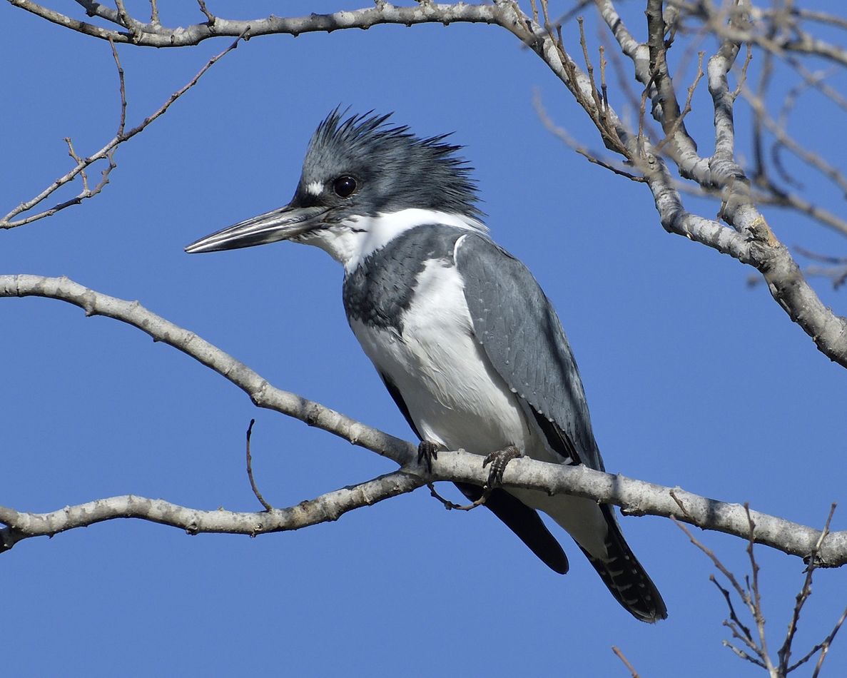 Male Belted Kingfisher...